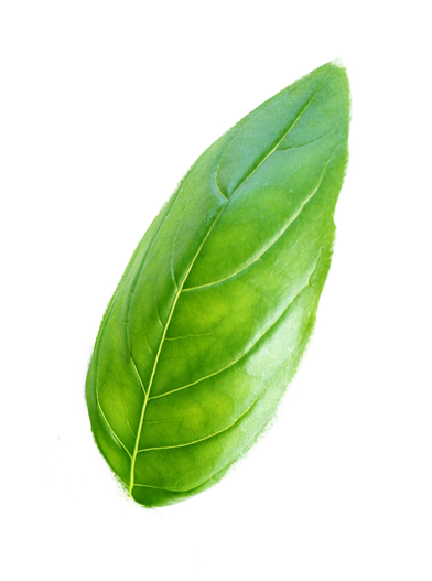 basil